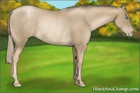 Horse Color:Chocolate Palomino Pearl Rabicano 