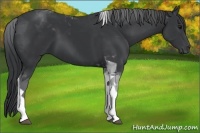 Horse Color:Black Tobiano