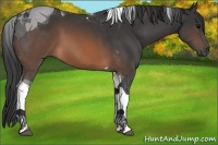 Horse Color:Brown Tobiano