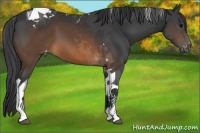 Horse Color:Brown Tobiano Appaloosa