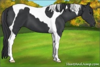 Horse Color:Black Tobiano 