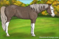 Horse Color:Silver Black Splash