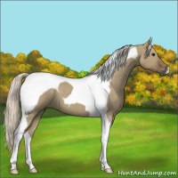 Horse Color:Silver Grullo Tobiano