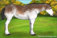 Horse Color:White Spotted Bay 