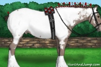 Horse Color:Classic Champagne Appaloosa 