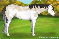 Horse Color:Bay Ice Roan Dun Splash Frame 