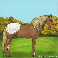 Horse Color:Chestnut Appaloosa 