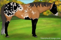 Horse Color:Bay Splash Appaloosa
