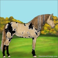 Horse Color:White Spotted Red Dun 