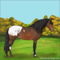 Horse Color:Bay Appaloosa 