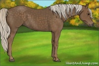 Horse Color:Silver Black