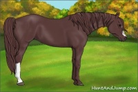 Horse Color:Chocolate Black