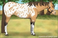 Horse Color:Buckskin Appaloosa