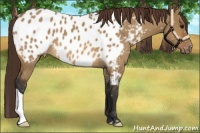 Horse Color:Bay Dun Appaloosa