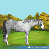 Horse Color:Blue Roan Splash 