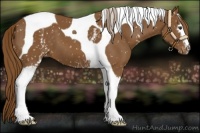 Horse Color:White Spotted Chestnut Tobiano Appaloosa