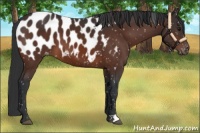 Horse Color:Bay Appaloosa 