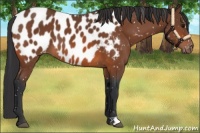 Horse Color:Bay Appaloosa