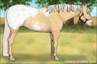 Horse Color:Silver Amber Cream Champagne Snowcap 