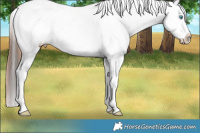 Horse Color:Amber Champagne Appaloosa