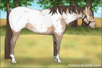 Horse Color:Amber Champagne Appaloosa