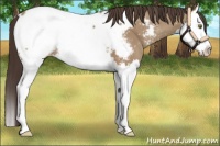 Horse Color:Sable Champagne Splash Appaloosa 