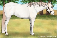 Horse Color:White Spotted Amber Cream Champagne Pearl Appaloosa