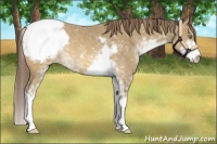 Horse Color:Sable Cream Champagne Sabino Appaloosa 