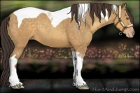 Horse Color:Sable Cream Champagne Tobiano 
