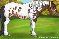 Horse Color:Brown Tobiano Near Leopard 