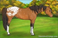 Horse Color:Bay Appaloosa 