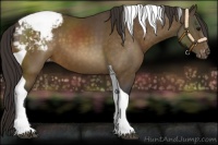 Horse Color:Buckskin Tobiano Appaloosa