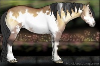 Horse Color:Bay Onyx Frame 