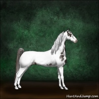 Horse Color:Liver Chestnut Tobiano Frame Appaloosa