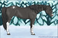 Horse Color:Black Appaloosa