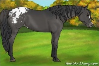 Horse Color:Black Appaloosa 