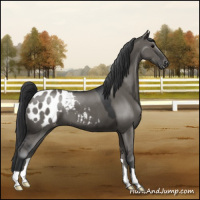 Horse Color:Grullo Appaloosa