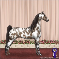 Horse Color:Brown Dun Appaloosa 