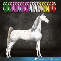 Horse Color:Smoky Grullo Pearl Appaloosa Brindle 