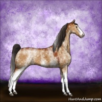 Horse Color:White Spotted Bay Dun Brindle 
