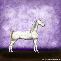Horse Color:Cremello Dun Sabino Appaloosa