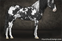 Horse Color:White Spotted Liver Chestnut Sabino 