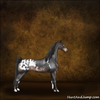 Horse Color:Brown Roan Sabino Appaloosa