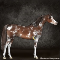 Horse Color:White Spotted Liver Chestnut Splash 