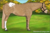 Horse Color:Chestnut Appaloosa