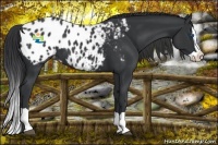 Horse Color:Black Splash Appaloosa 