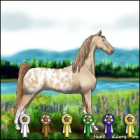 Horse Color:Gold Champagne Dun Appaloosa