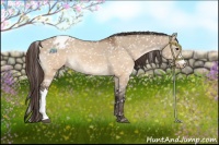 Horse Color:Brown Dun Appaloosa