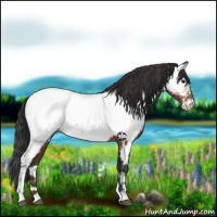 Horse Color:Bay Appaloosa