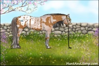 Horse Color:Bay and Brown Sabino Appaloosa